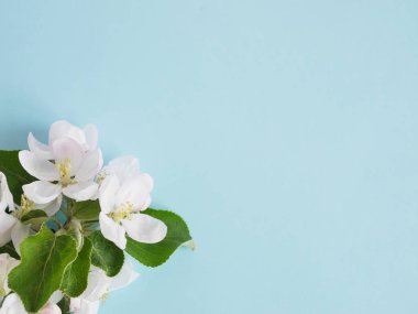 Açık mavi renkli üzerinde taze elma çiçek görünümü Kapat