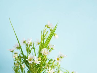 Hafif mavi zemin üzerine beyaz kır çiçekleri