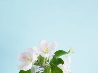 Açık mavi renkli üzerinde taze elma çiçek görünümü Kapat