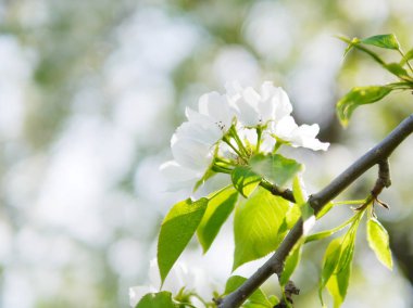 Kiraz çiçeği üzerinde arka plan bulanık görünümü Kapat