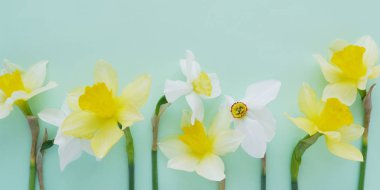 Parlak yeşil zemin üzerine beyaz ve sarı jonquils