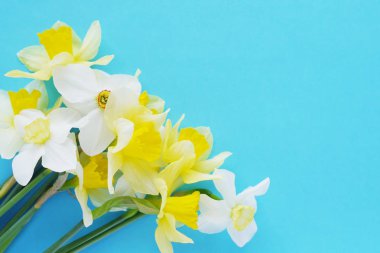 Parlak mavi zemin üzerine beyaz ve sarı jonquils