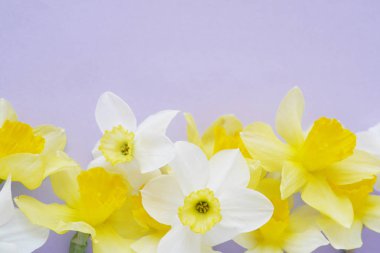 Parlak mor zemin üzerine beyaz ve sarı jonquils