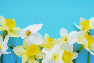 Parlak mavi zemin üzerine beyaz ve sarı jonquils