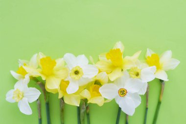 Parlak yeşil zemin üzerine beyaz ve sarı jonquils