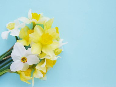 Parlak mavi zemin üzerine beyaz ve sarı jonquils