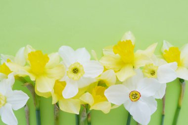 Parlak yeşil zemin üzerine beyaz ve sarı jonquils