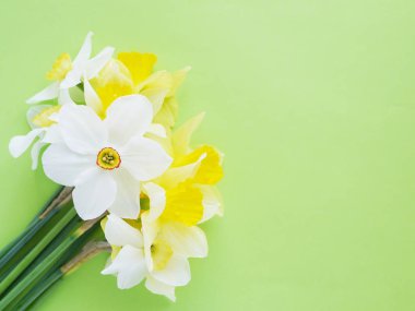 Parlak yeşil zemin üzerine beyaz ve sarı jonquils