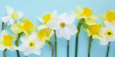 Parlak mavi zemin üzerine beyaz ve sarı jonquils
