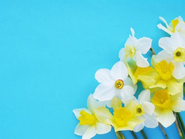 Parlak mavi zemin üzerine beyaz ve sarı jonquils