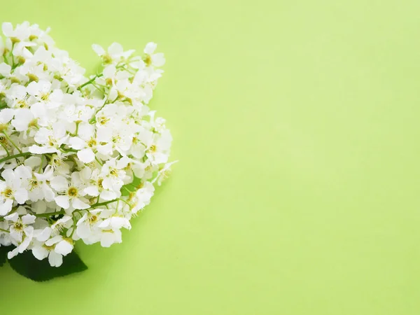 Floral backdrop with white wildflowers on pastel green background