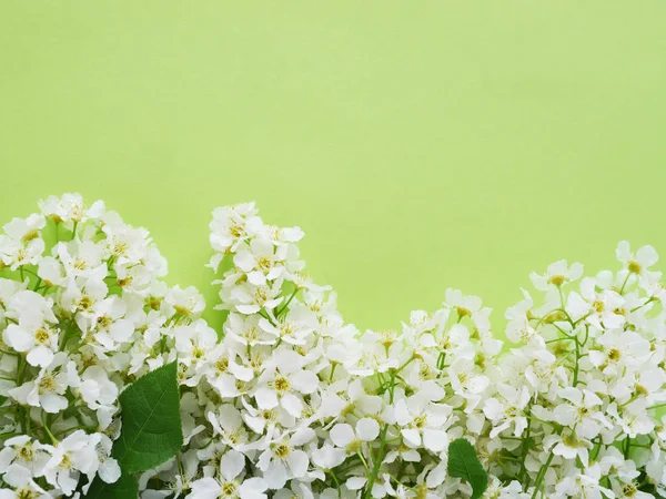 Cenário Floral Com Flores Silvestres Brancas Fundo Verde Pastel — Fotografia de Stock