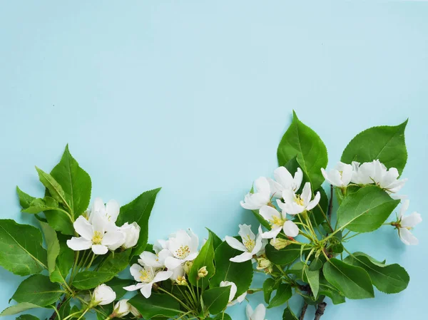 Cherry Bloeiende Takken Met Groene Bladeren Blauwe Achtergrond — Stockfoto