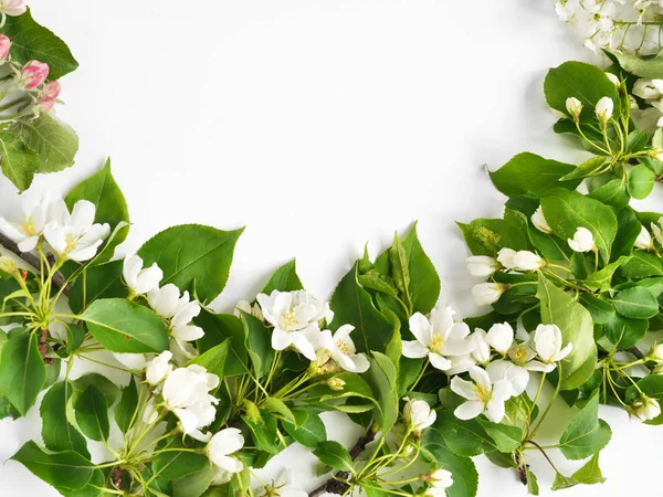 Kirschblütenzweige Mit Grünen Blättern Auf Weißem Hintergrund — Stockfoto