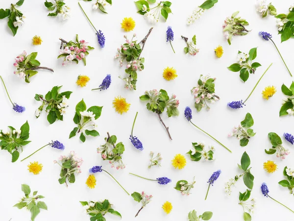 Elma çiçekler, karahindiba ve beyaz arka plan üzerinde mor Muscari çiçek kompozisyonu