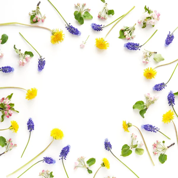 Blumenrahmen Mit Lila Muscari Blüten Löwenzahn Und Apfelblüten Auf Weißem — Stockfoto