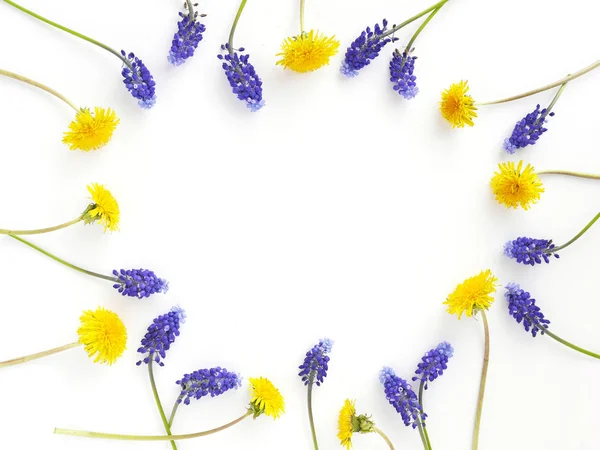 Moldura Flor Com Flores Roxas Muscari Dentes Leão Fundo Branco — Fotografia de Stock