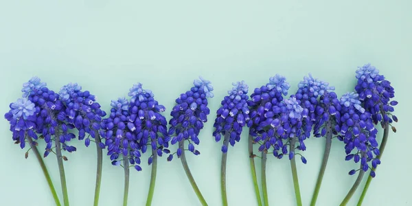 Açık mavi renkli taze mor Muscari çiçekler