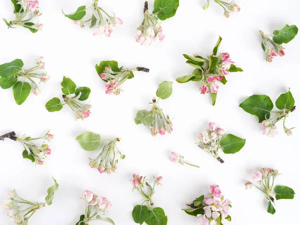 Composición Floral Con Ramas Manzana Flor Sobre Fondo Blanco — Foto de Stock