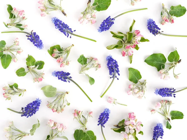 Composición Floral Con Flores Manzana Muscari Púrpura Sobre Fondo Blanco — Foto de Stock