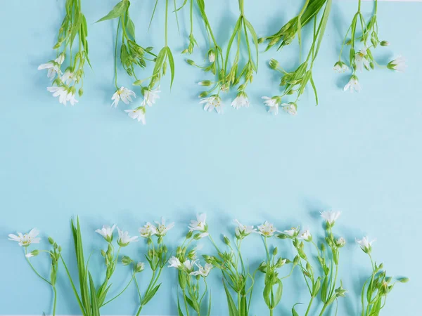 Flores Silvestres Brancas Fundo Azul Claro — Fotografia de Stock