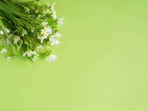Flores Silvestres Brancas Fundo Verde Claro — Fotografia de Stock
