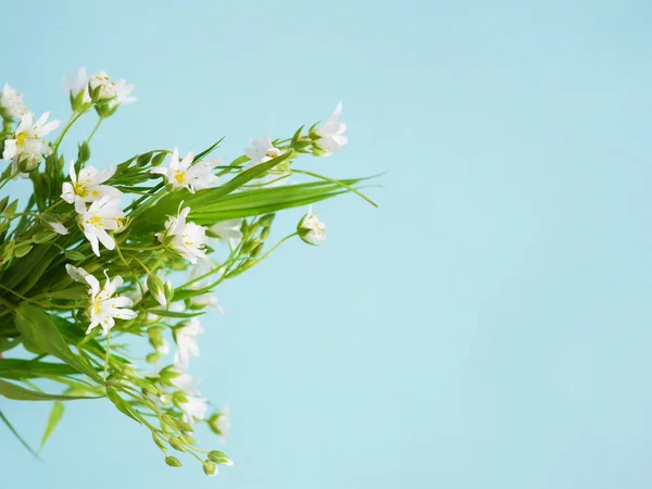 Weiße Wildblumen Auf Hellblauem Hintergrund — Stockfoto