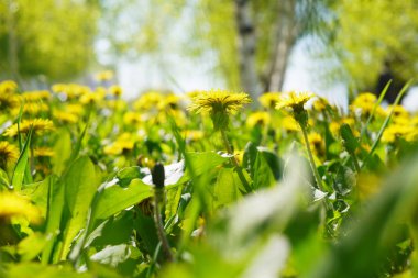 Güneşli bir günde parlak karahindiba alanının görünümünü kapat