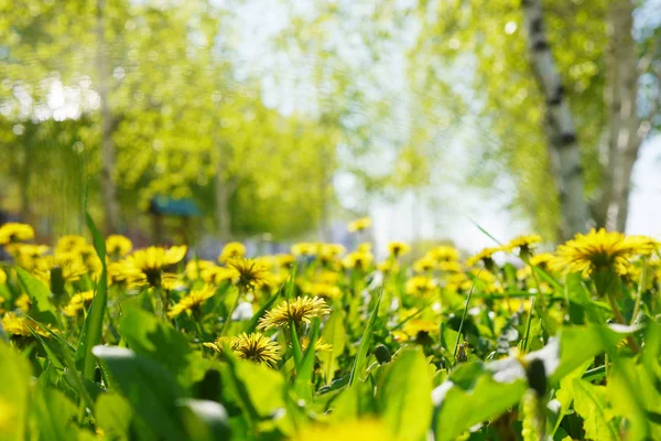 阳光灿烂的蒲公英田近观 — 图库照片