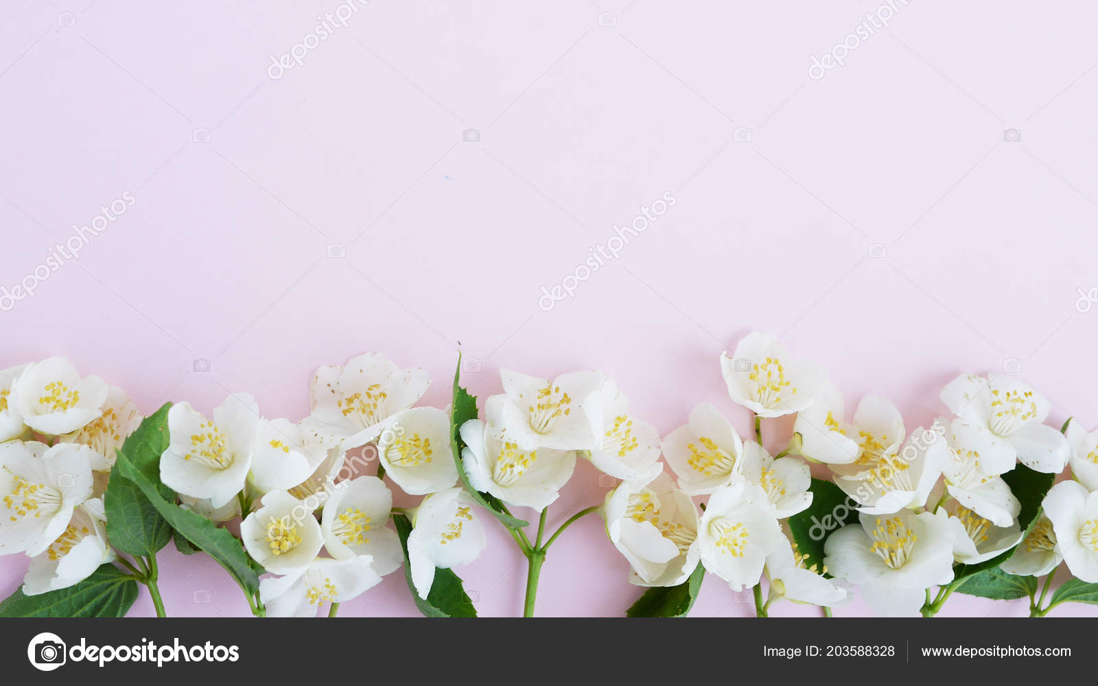Border Jasmine Flowers Pale Pink Background Stock Photo by ©tanya_morozz 203588328 Border Jasmine Flowers Pale Pink Background Stock Photo by ©tanya_morozz 203588328