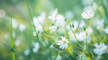 Bulanık doğal zemin üzerine beyaz kır çiçekleri görünümü Kapat
