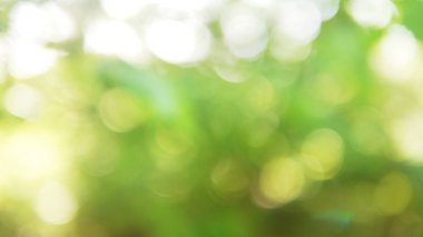 Doğal yeşil arka plan bulanık bokeh ile