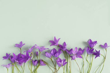 Çiçek sınır menekşe bellflowers pastel yeşil zemin üzerine yapılmış