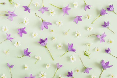 Beyaz kır çiçekleri, bellflowers pastel yeşil zemin üzerine sorunsuz çiçek desenli