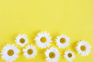 Çiçek sınır chamomiles parlak sarı zemin üzerine yapılmış