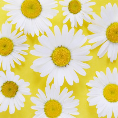 Parlak sarı zemin üzerine olgun chamomiles