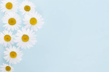 Pastel mavi zemin üzerine taze beyaz chamomiles