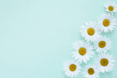 Soluk mavi zemin üzerine taze chamomiles