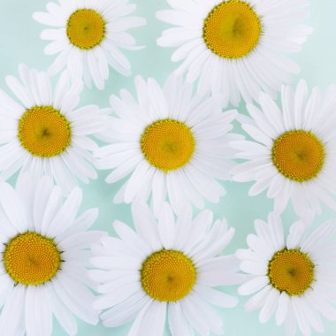 Soluk mavi zemin üzerine taze chamomiles