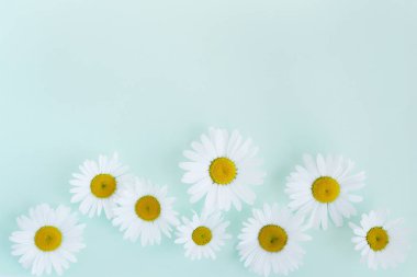 Sınır taze chamomiles soluk mavi zemin üzerine yapılmış