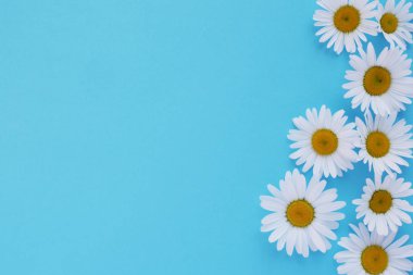 Çiçek sınır taze chamomiles mavi zemin üzerine yapılmış