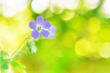Bokeh bulanık doğal zemin üzerine tek Menekşe çiçek Görünümü Kapat