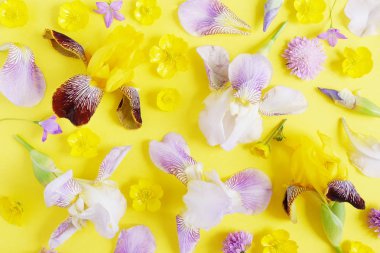 Orkide, Düğünçiçekleri ve parlak sarı zemin üzerine yonca