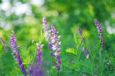Çayır üzerinde mor çiçekler görünümü Kapat