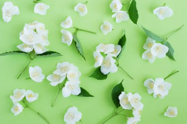 İhale yeşil zemin üzerine Yasemin çiçekleri ile Seamless modeli