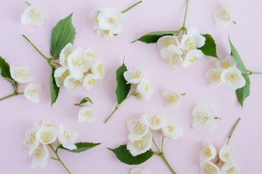 Soluk pembe bir arka plan üzerinde Yasemin çiçekleri ile Seamless modeli