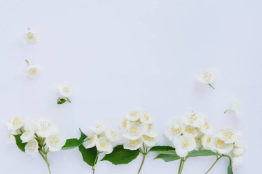 Yasemin çiçekleri beyaz arka plan üzerinde izole kenarlığını