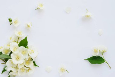 Yasemin çiçekleri beyaz arka plan üzerinde izole kare yapılmış