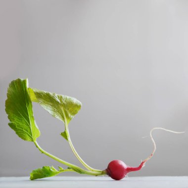 Işık gri arka plan üzerinde taze ham turp