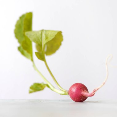 Işık gri arka plan üzerinde taze ham turp